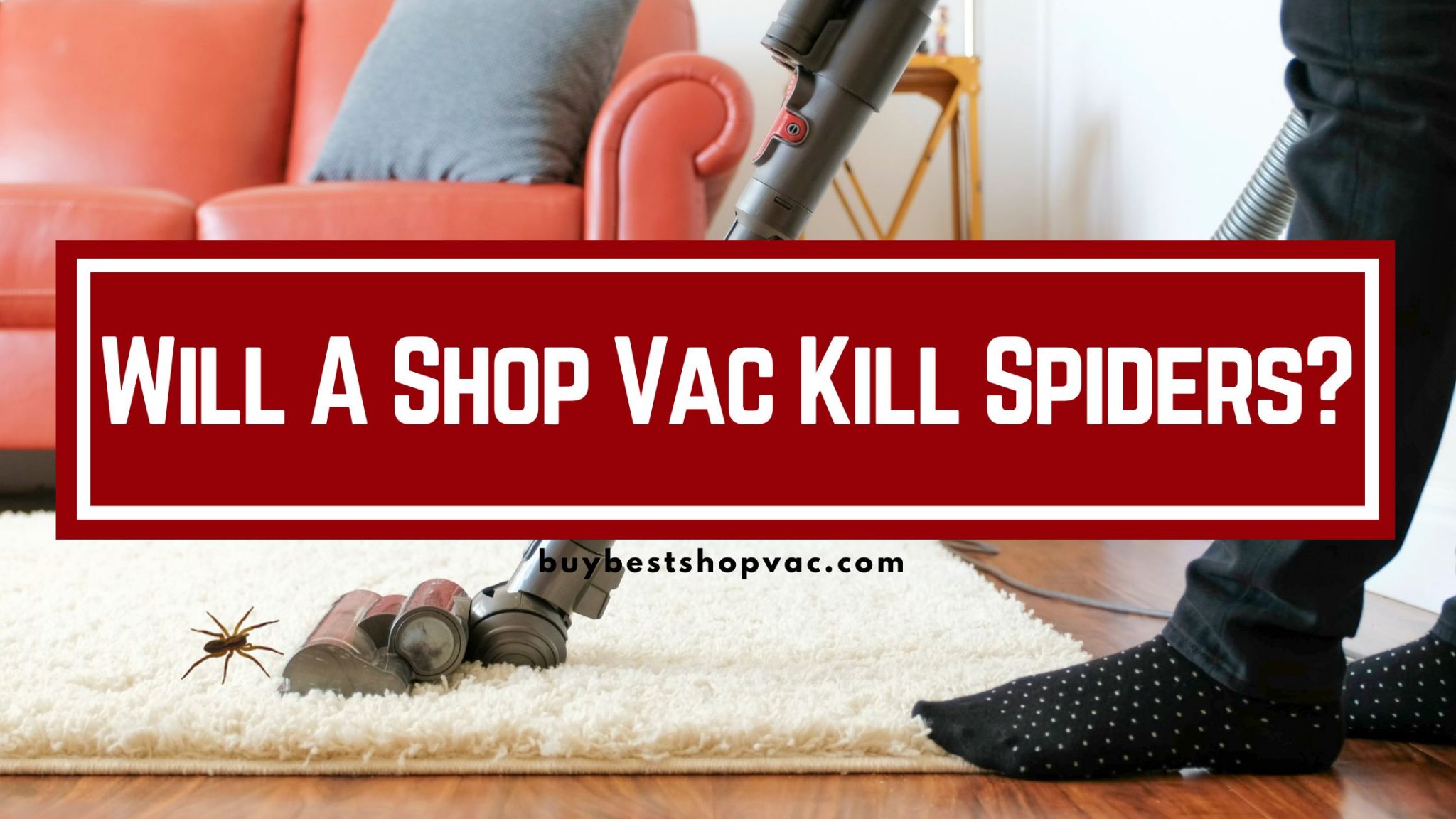 will-a-shop-vac-kill-spiders-all-you-need-to-know-buy-best-shop-vac